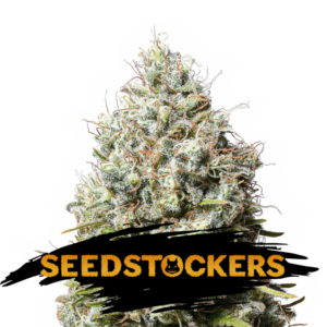 Jack Herer fem.  5 u. Seedstockers