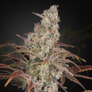 Jack´s Dream  5 u. fem. Green House