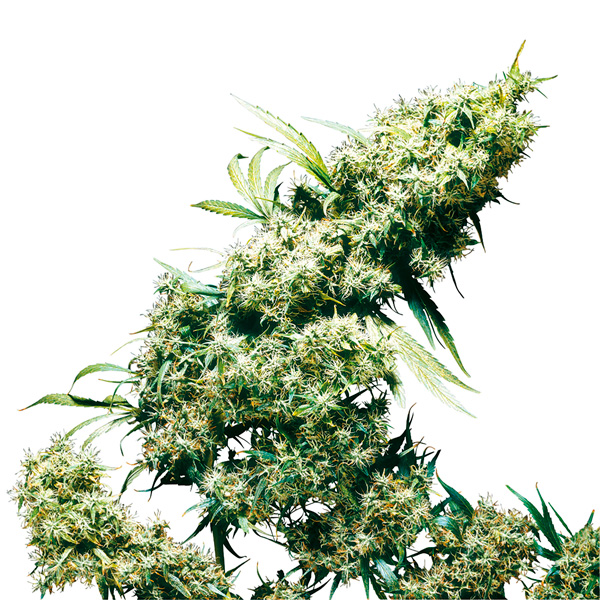 Jamaican Pearl 3 u. fem. Sensi Seeds
