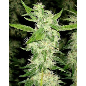 Jock Horror 10 u. reg. The Sativa SeedBank