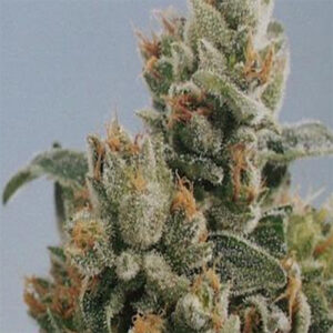 KC 36 - 5 u. fem. KC Brains