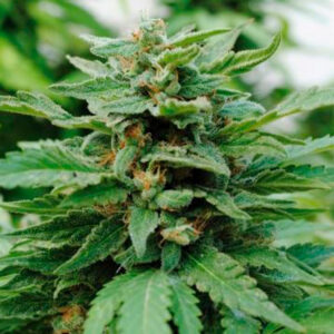 Karibbean Mango   3 u. fem. Kannabia Seeds