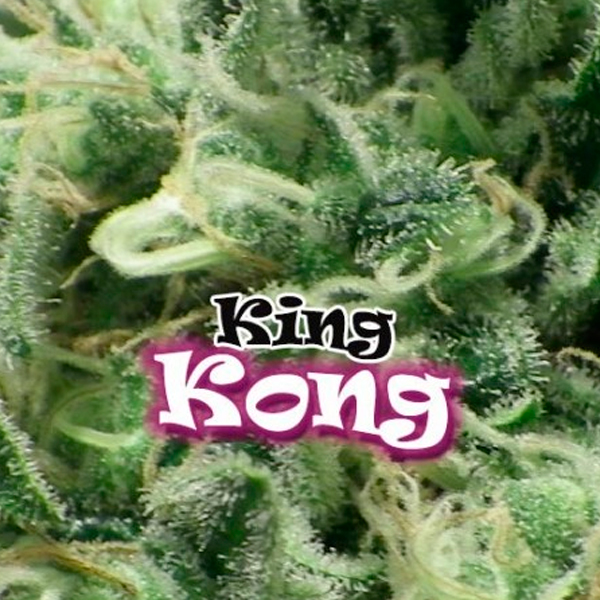 King Kong 8 u. fem. Dr Underground
