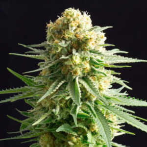 Kritikal - K   3 u. fem. Kannabia Seeds