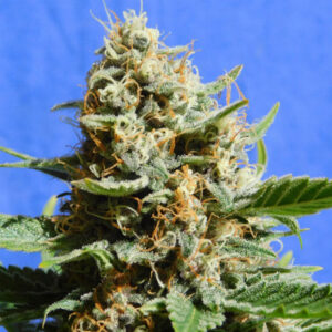 Kush Mintz Fast  1 u. fem. Original Sensible