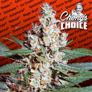 L.A. Amnesia 10 u. fem. Paradise Seeds