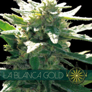 La Blanca Gold 3+1 u. fem. Vision Seeds