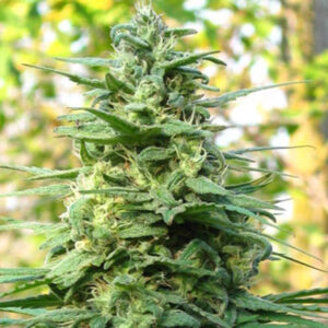 Leda Uno - 5 u. fem. KC Brains