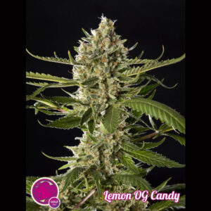 Lemon OG Candy 5 u fem Philosopher