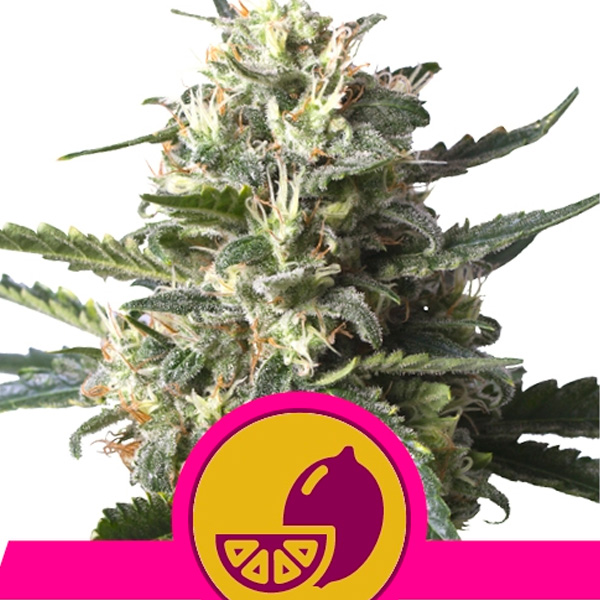 Lemon Shining Silver Haze 10 u. fem. Royal Queen