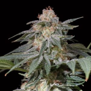 Lemon Tree Fast "by Lemon Tree"  5 ud Silent Seeds