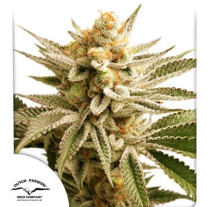 Lemon Z  5 u. fem. Dutch Passion