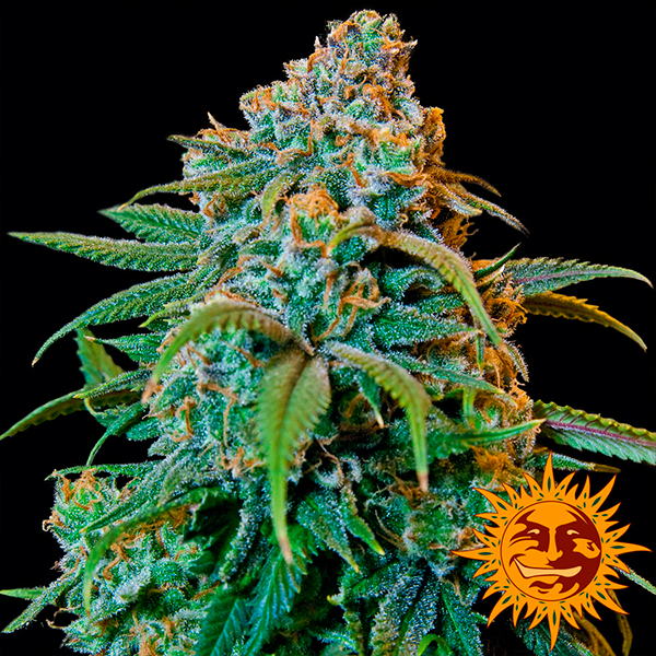 Liberty Haze 5 u. fem. Barney's