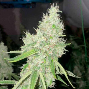 Mac N Cheese  6 u. The Original Big Buddha Family Farms