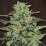 Malawi 1 u. fem. Ace Seeds