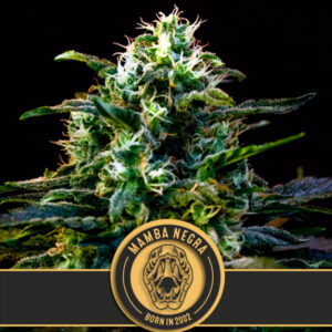 Mamba Negra CBD 3 u. fem. Blimburn Seeds
