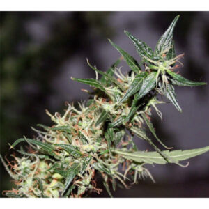 Mango Haze 15 u. reg. Mr. Nice