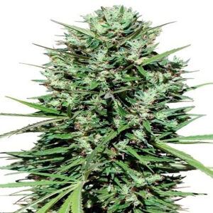 Marruecos Beldia Kif 5 u. fem. Ace Seeds