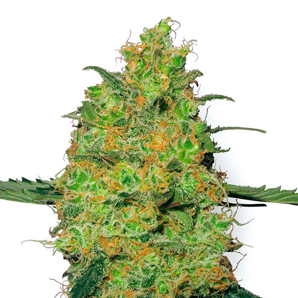 Master Kush 1 u. fem. White Label