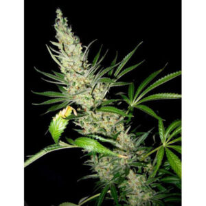 Master Kush x Skunk 15 u. reg. Mr. Nice