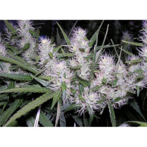 Masterkush  3 u. fem. Dutch Passion