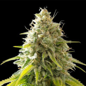 Mataro Blue   3 u. fem. Kannabia Seeds