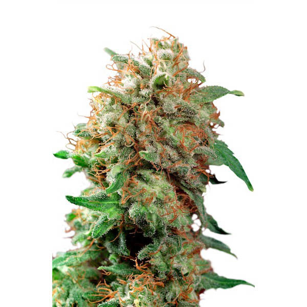 Mazar 5 u. fem. Dutch passion