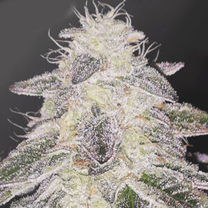 Medical Runntz 3 ud Medical Seeds