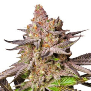 Melonade Runtz  1 u. fem. Dutch Passion