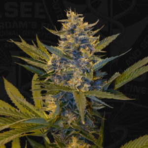 Melonsicle  5 u. fem. 710 Limited Pack T.H. Seeds