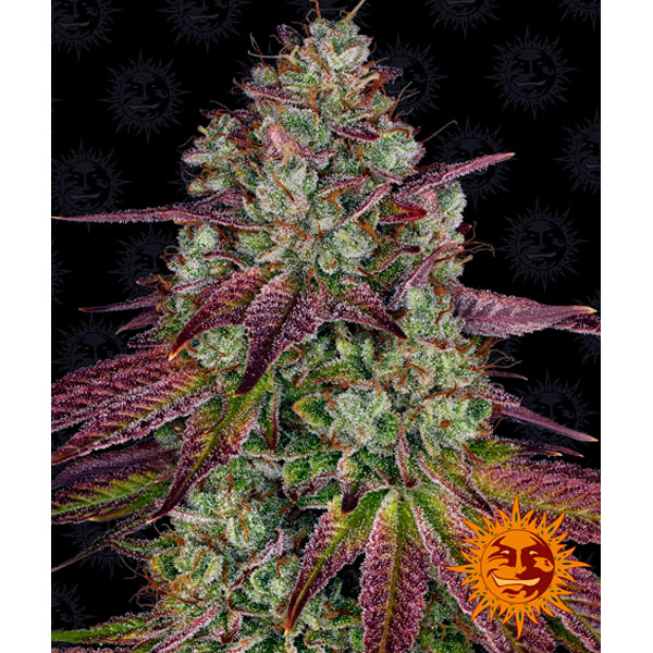 Mimosa EVO 1 u. fem. Barney's