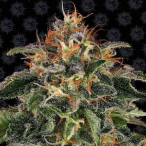 Moby Dick  1 u. fem. Barney's