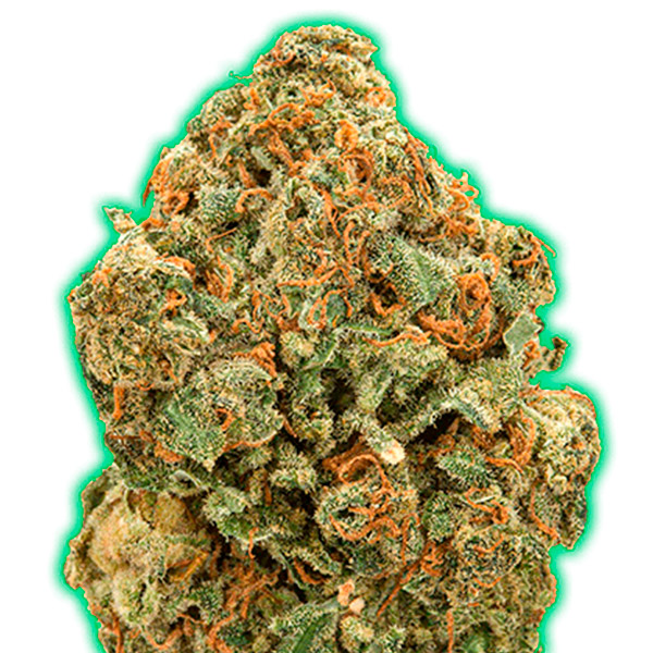 Monster Moby 3 u. fem. Monster Genetics