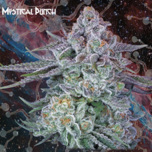 Mystical Punch  1 u. fem. Nemeseeds