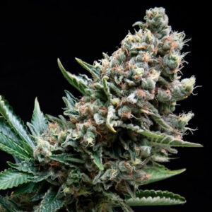 Nefertiti 5 u. fem. Pyramid Seeds