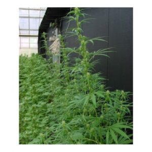 Neville's Haze Mango (Nevilles's Haze x Mando) 15 u. reg. Mr. Nice Ed. Limitada