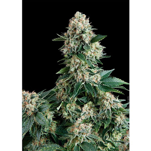 New York City 3 u. fem Pyramid Seeds