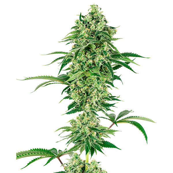 Nicole Hindu Kush 10 u. fem. White Label