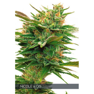 Nicole X OG 3+1 u. fem. Vision Seeds