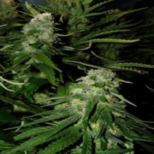 Northern Light Special 5 u. fem. KC Brains