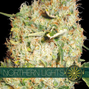 Northern Lights 3+1 u. fem. Vision Seeds