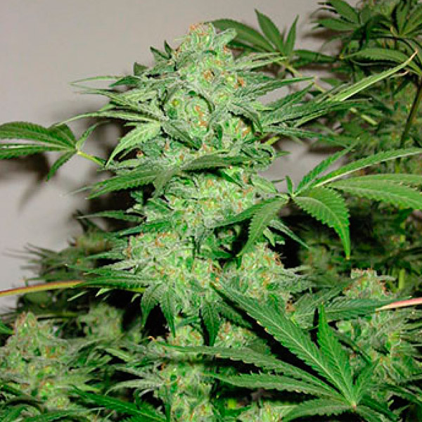 Northern Ligth Special 5 u. reg. KC Brains