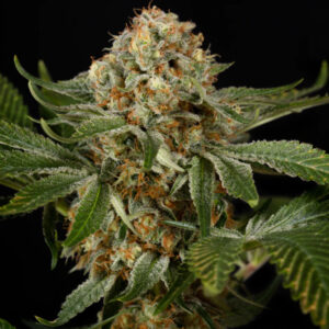 OG Kush  3 ud Silent Seeds