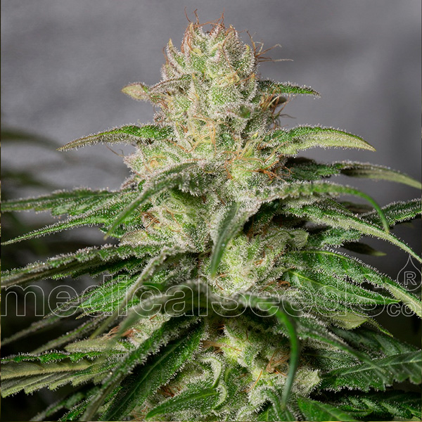 OG Kush CBD 3 u. fem. Medical Seeds
