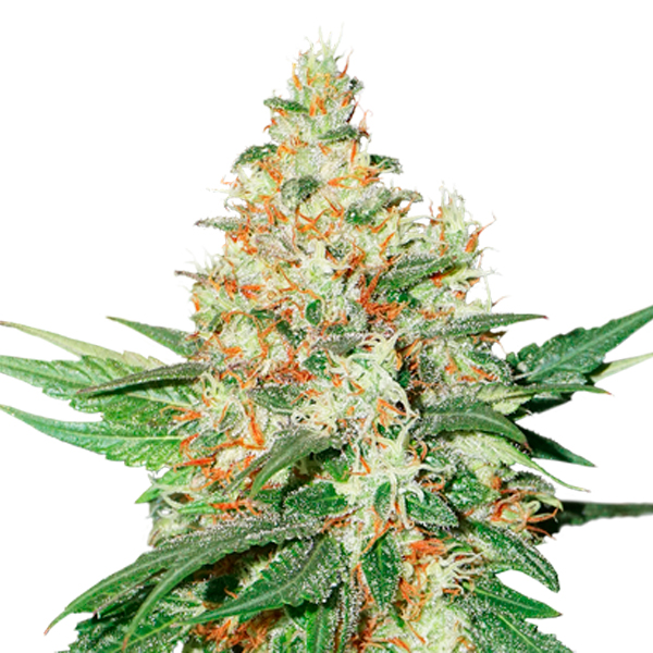 O.G. Kush fem. 3 u. Seedstockers