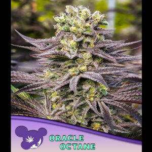 Oracle Octane  5 u. fem Anesia