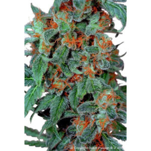 Orange Bud  1 u. fem. Dutch Passion