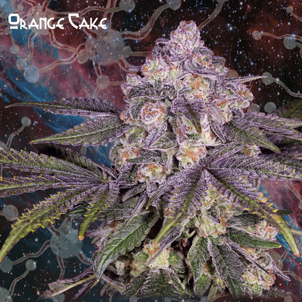 Orange Cake 5 u. fem. Nemeseeds