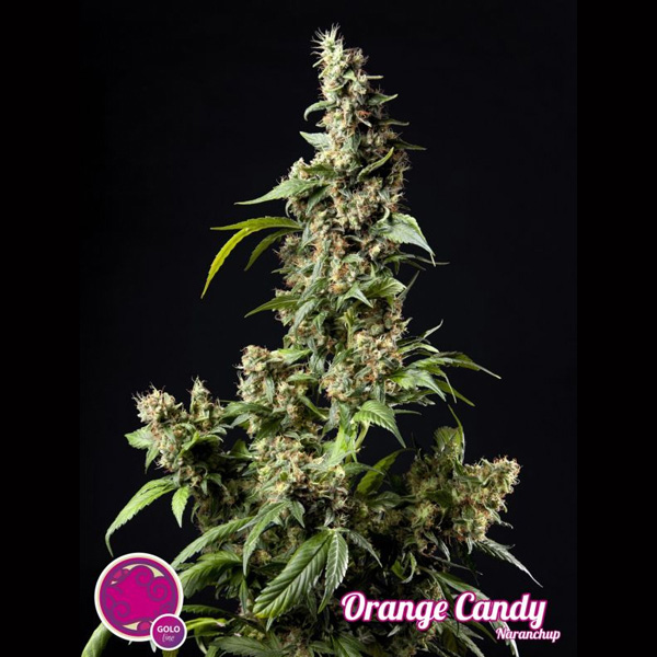 Orange Candy 5 u fem Philosopher
