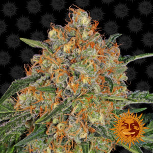 Orange Sherbert  3 u. fem. Barney's
